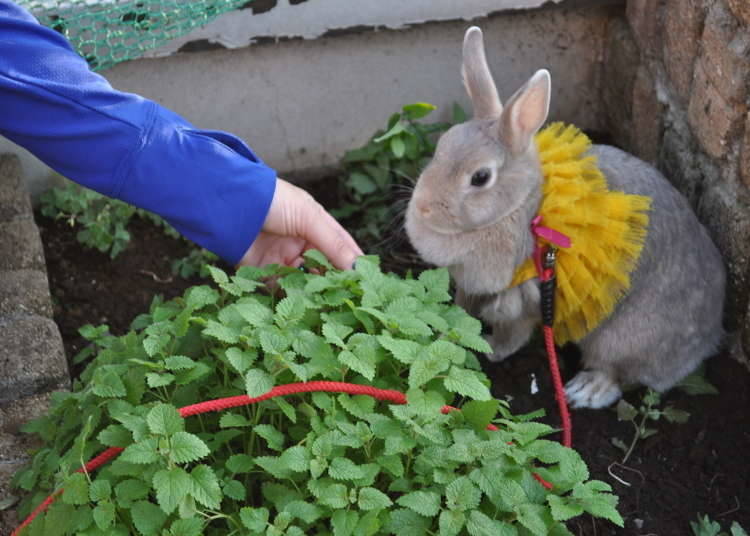 Bunny’s Theme Park Hutch Asakusa: Cùng chơi với những chú thỏ ở trên sân thượng của Asakusa