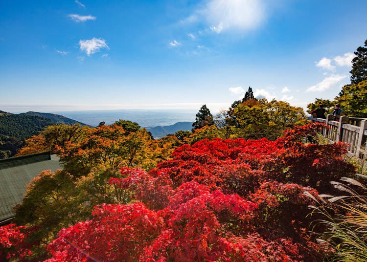 Autumn leaves viewed from Aburi Shrine's undershrine (Photo credit: Kunihiko Meguro)