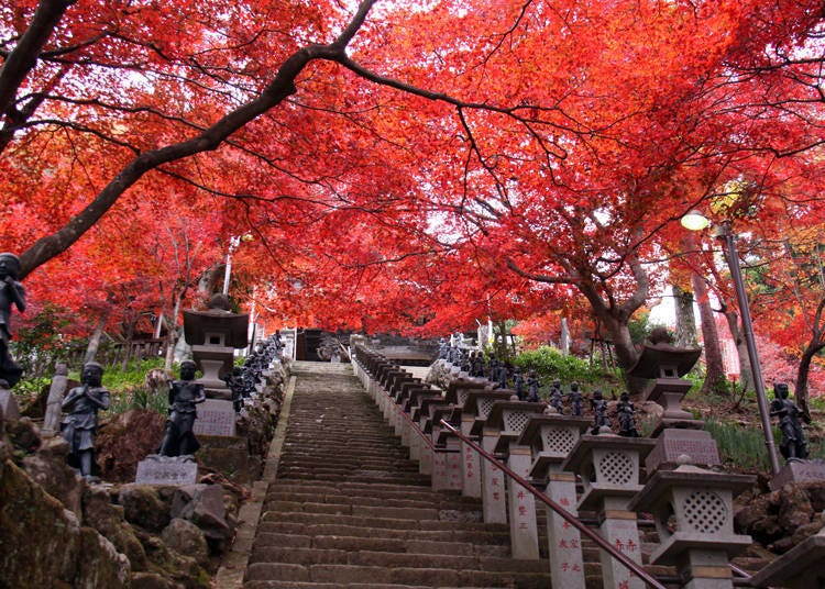 東京新宿浪漫特快約50分鐘，前往紅葉名勝的「大山」地區吧！