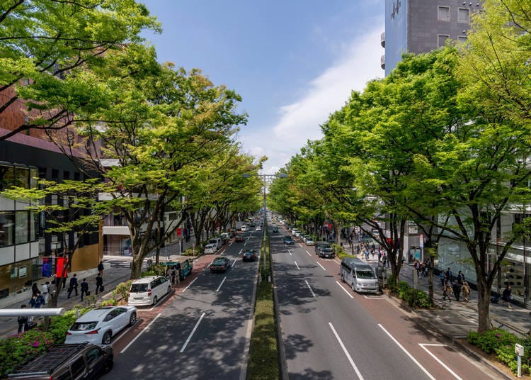 The Iconic Zelkova Trees and Omotesando Avenue's High-Class Shops