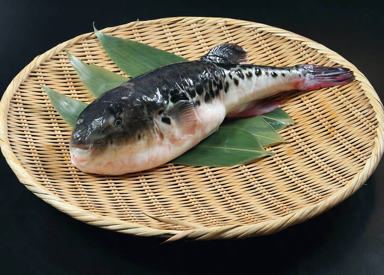11. Puffer Fish - Fugu