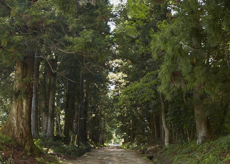 ■총 길이 37킬로미터에 달하는 닛코 삼나무 가로수길