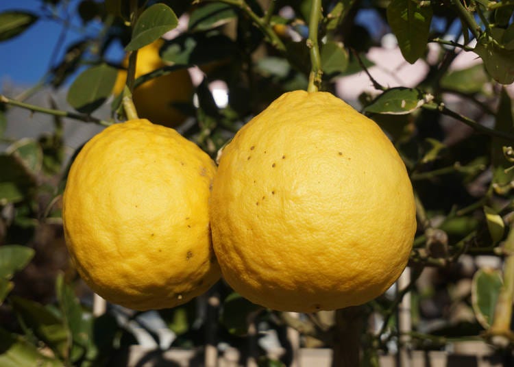 Buntan (Pomelo) (文旦)