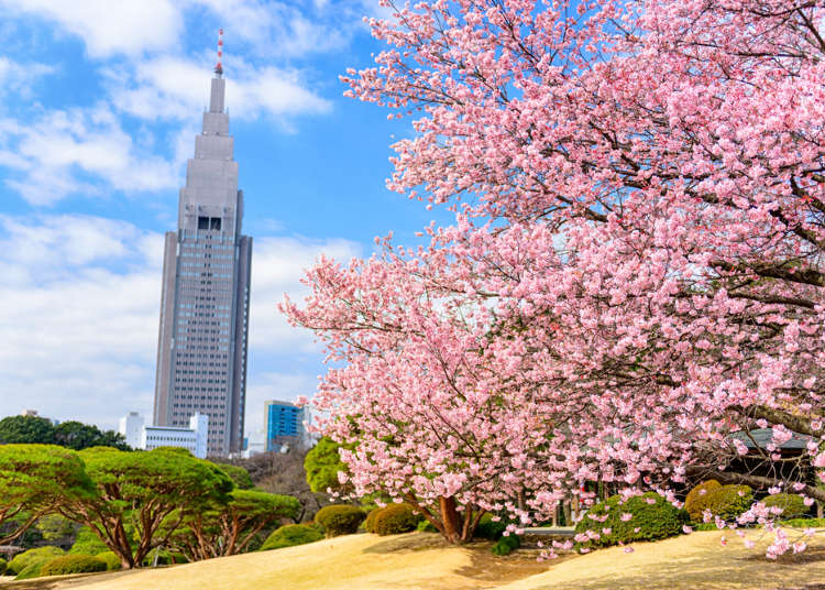 新宿御苑徹底解析：步行路線說明&必看景點介紹、帶你逛逛東京的都會綠洲