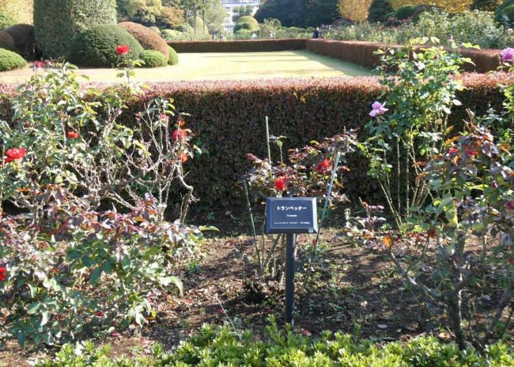 Centrally placed rose flowerbeds