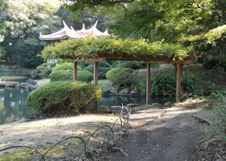 A view of the wisteria trellis from the Kyu-Goryo-Tei (Taiwan Pavilion)