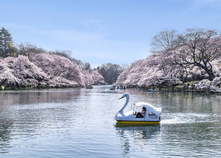 Inokashira Park (nearest station: Kichijoji Station on the JR Chuo Line) (Photo: PIXTA)