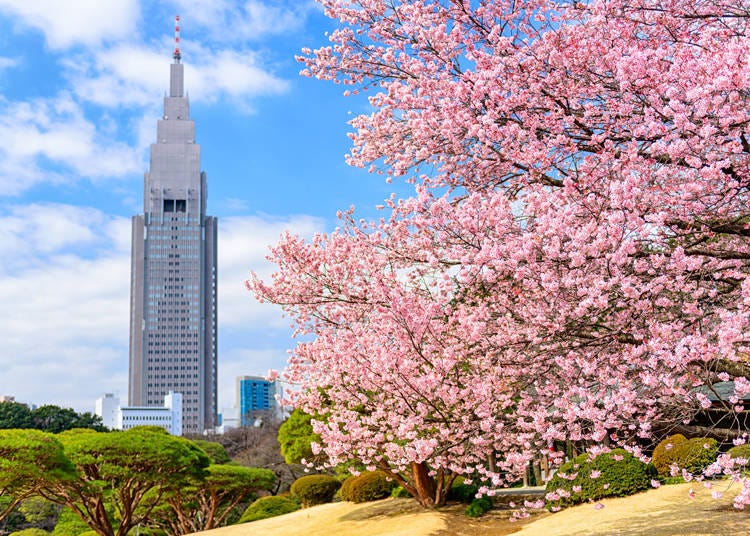 春には約65種・1000本もの桜が咲き誇る