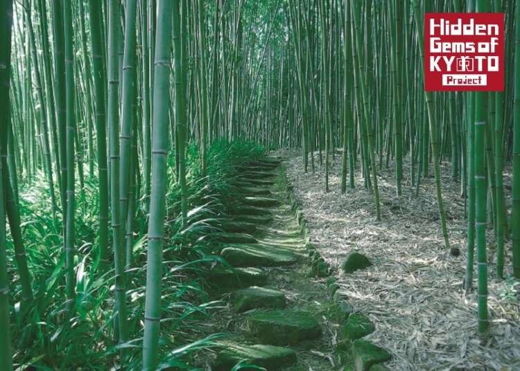 Visiting Kyoto: Inside The Bamboo Forest of Nishikyo-ku