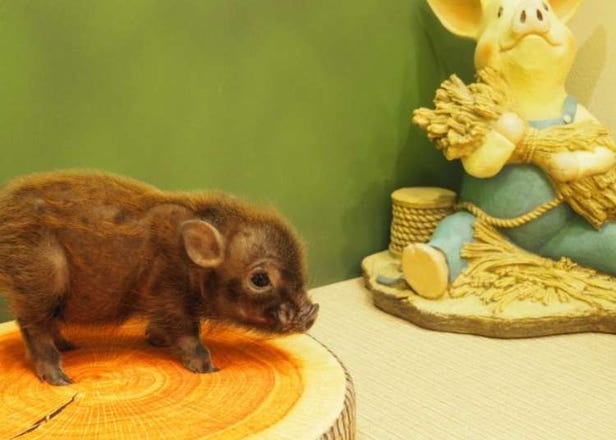 Mipig Harajuku: We visit the new micro pig cafe in Tokyo