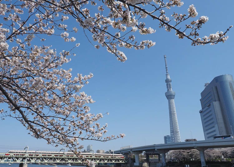 1 – Start with Sakura! Asakusa in Bloom
