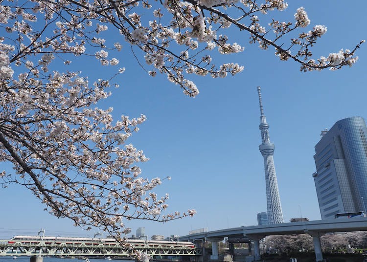 1-벚꽃으로 시작해 보세요! 꽃의 아사쿠사