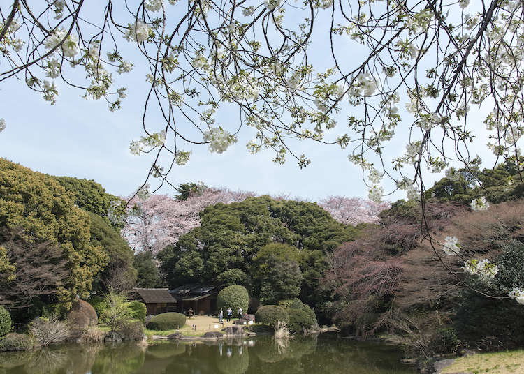 Cherry Blossom Viewing at the Tokyo National Museum: Both in Galleries and the Garden (From Representations to the Real Deal)