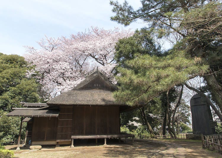 Serenity and Sakura in the Heart of the City