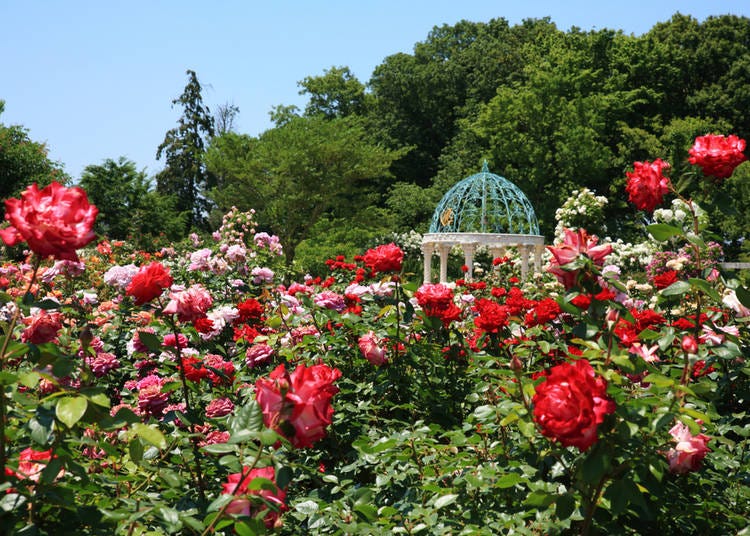 2. Keisei Rose Garden, Chiba