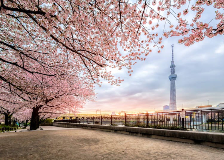 The Tokyo Skytree and Sakura (Image credit: Phattana Stock / Shutterstock.com)