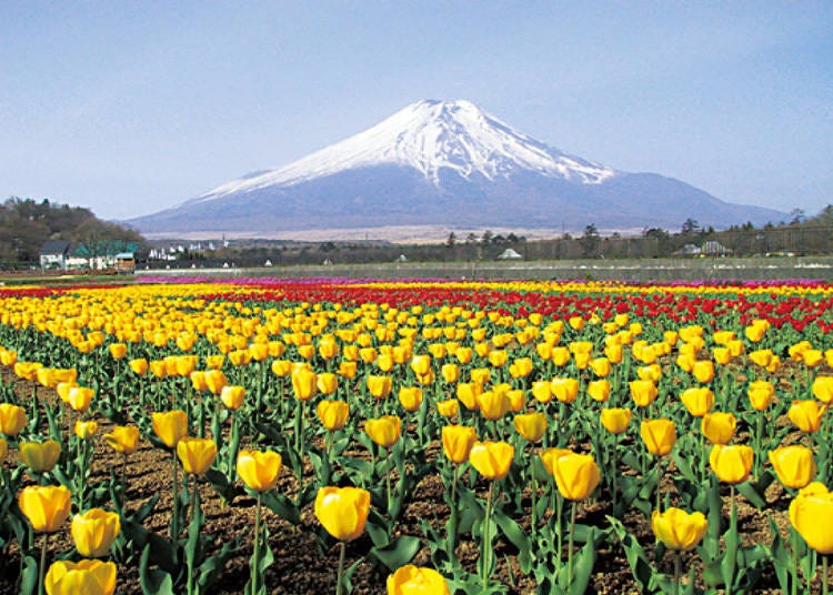 Yamanakako Hananomiyako Park (courtesy of the Fuji Five Lakes Tourism Federation)