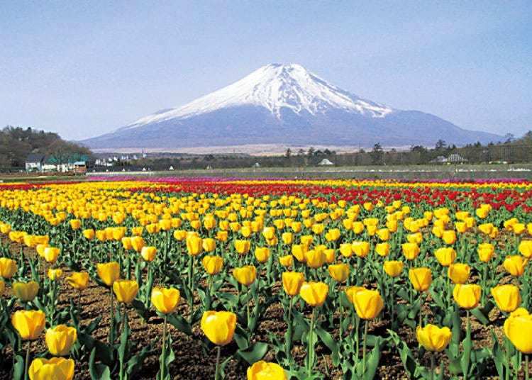 「山中湖 花の都公園」　画像提供：富士五湖観光連盟