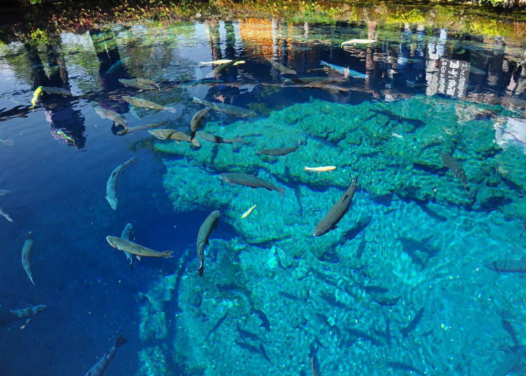 일본 굴지의 물의 고장 ‘오시노핫카이’에서 연못 감상