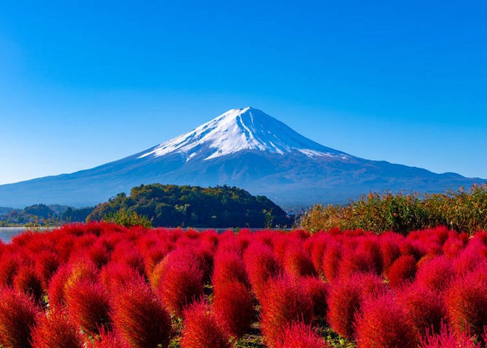 搭巴士玩富士山 富士五湖護照 無限搭乘超划算 live japan 日本旅遊 文化體驗導覽