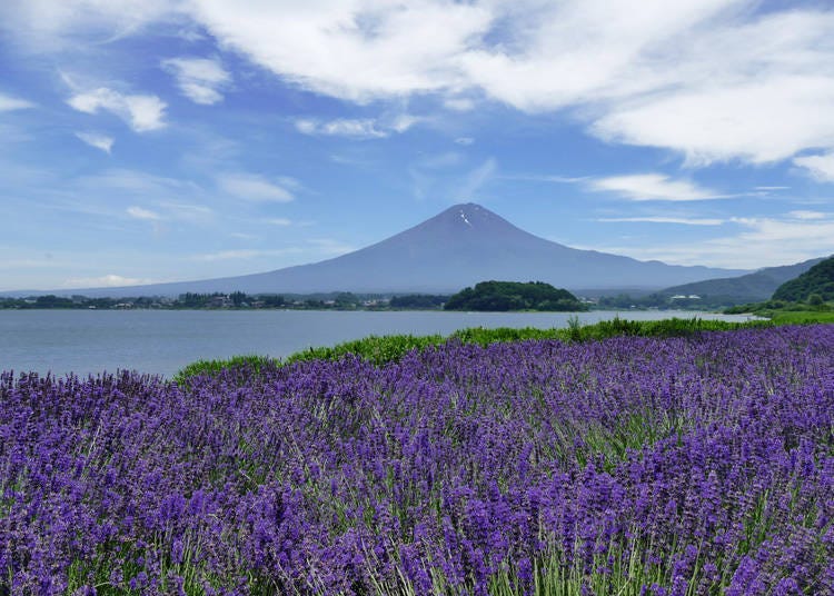 ②搭乘巴士到能一望河口湖及富士山的大石公園