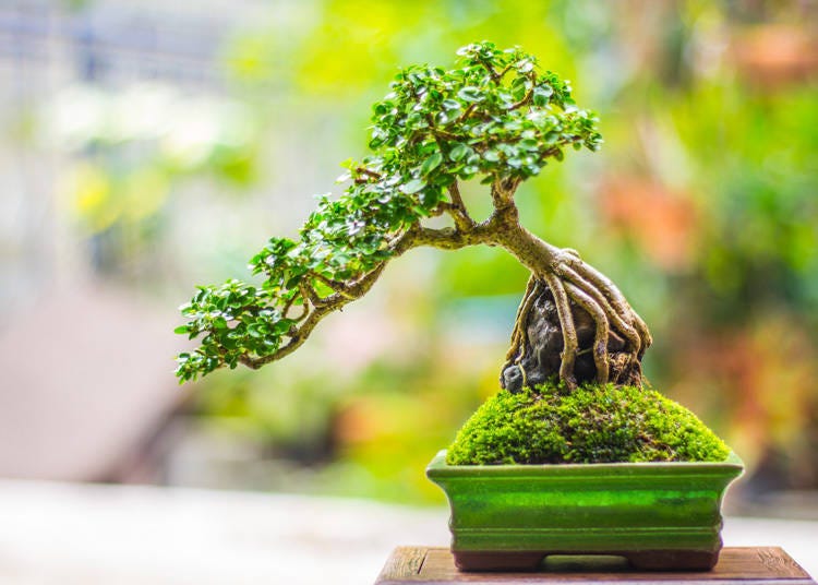 2. The Omiya Bonsai Art Museum, Saitama: Sanctuary of Bonsai