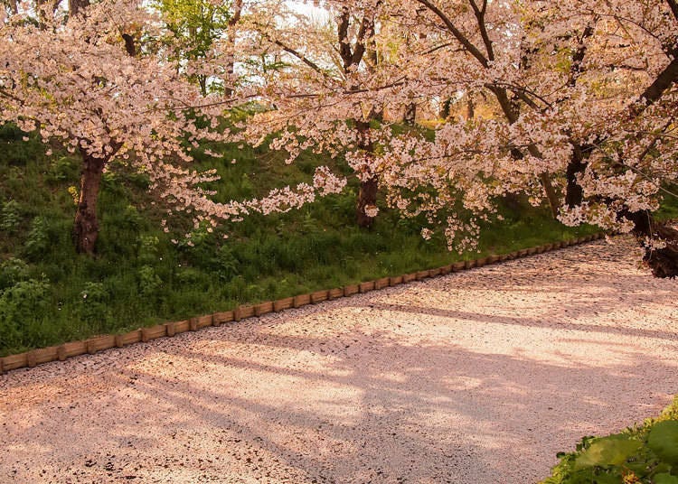 I miss cherry blossom season in Japan