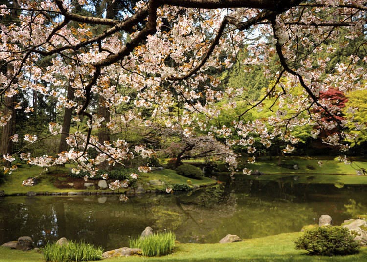 Canada has a garden where you can see cherry blossoms