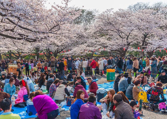 きっと一生忘れない カナダ人がショックを受けた日本のお花見 Live Japan 日本の旅行 観光 体験ガイド
