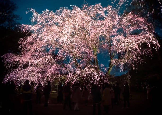 きっと一生忘れない カナダ人がショックを受けた日本のお花見 Live Japan 日本の旅行 観光 体験ガイド