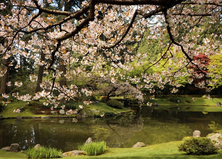 カナダにも桜を見られる庭園がある