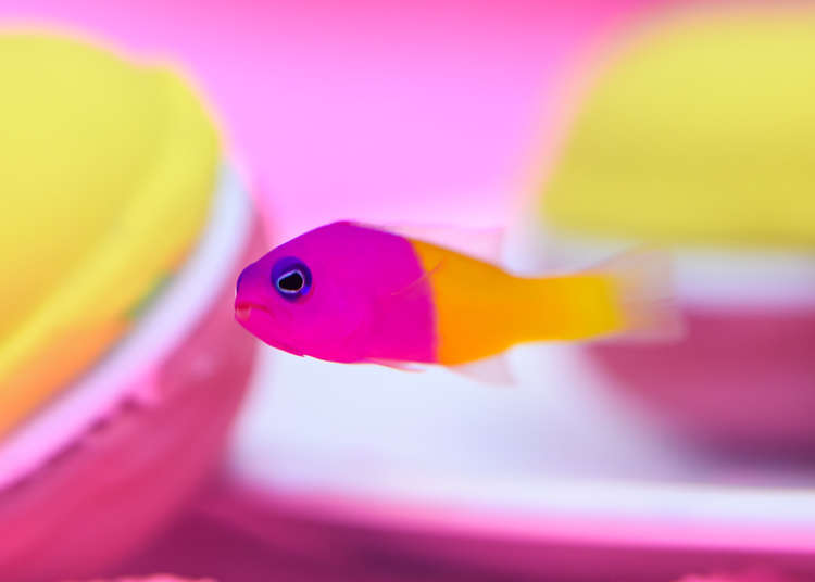 生き物がアートに サンシャイン水族館がフォトジェニックな特別展を開催中 Live Japan 日本の旅行 観光 体験ガイド