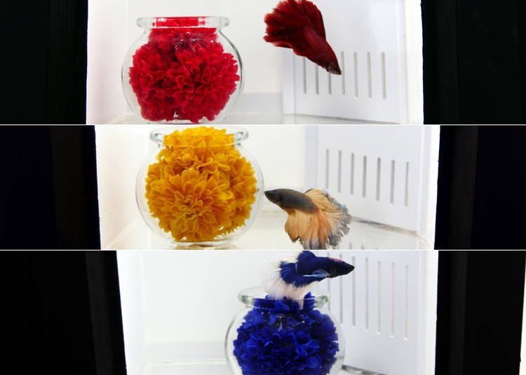 3色の花と「ベタ（トウギョ）」の共演。ベタは品種改良なので、自然界には存在しません