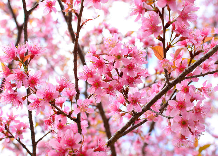 【2020年最新版】桜の開花情報。花見のベストタイミングはいつ？