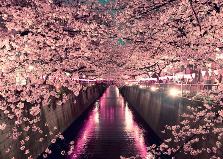 東京の桜名所、目黒川の桜