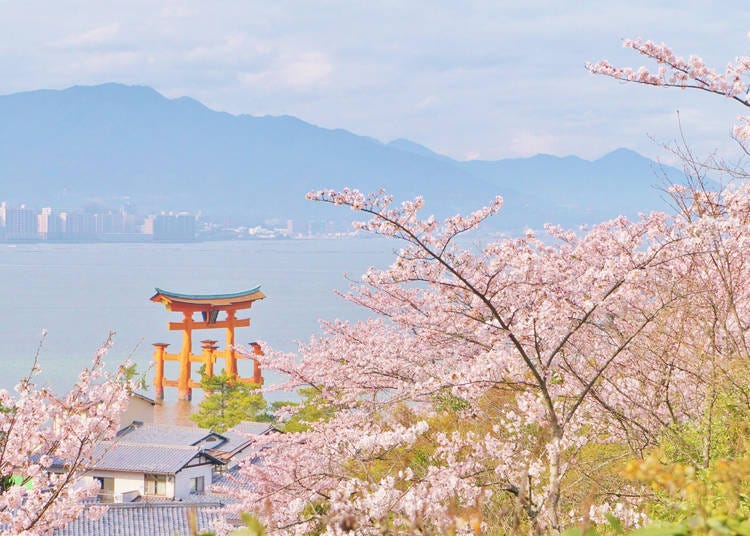 西日本の桜名所、広島県 宮島の桜