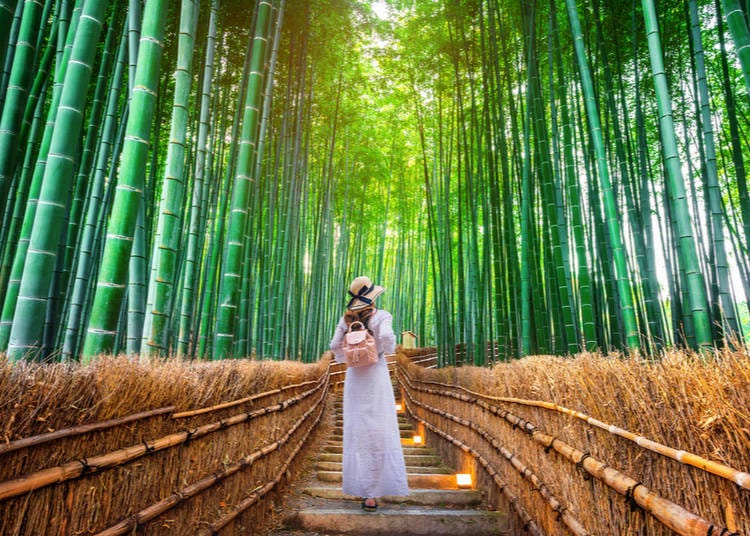 2. Fern from Chicago recommends Arashiyama Forest in Kyoto