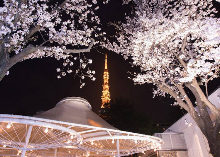 Cherry blossoms and Tokyo Tower seen from "Beer Restaurant Garden Island"