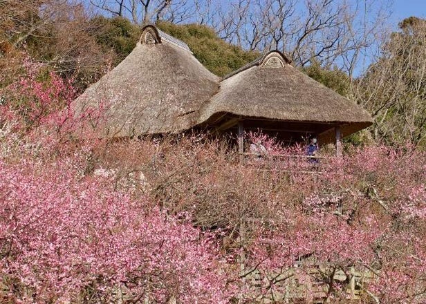 Head to Tsukuba Bairin & Enjoy Japan's Gorgeous 'Early Sakura' Plum Blossoms!