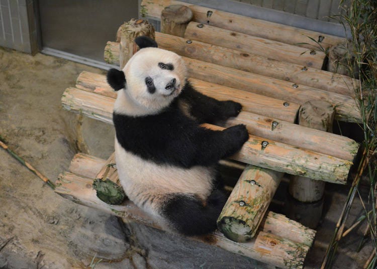 Xiang Xiang (Picture credit: Tokyo Zoological Park Society)