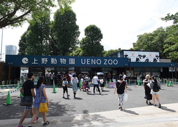 パンダだけじゃない 上野動物園に行ったら絶対買いたい店員さんおすすめのお土産5選 Live Japan 日本の旅行 観光 体験ガイド
