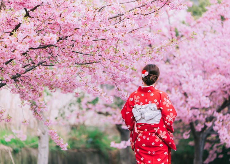 外国人から見た日本の春の魅力②桜の絶景やお花見