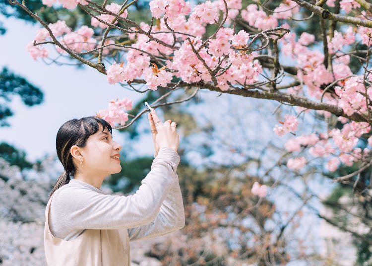 「最愛日本的春天！」海外遊日中毒者真心話揭密～春天必到日本玩的理由盤點