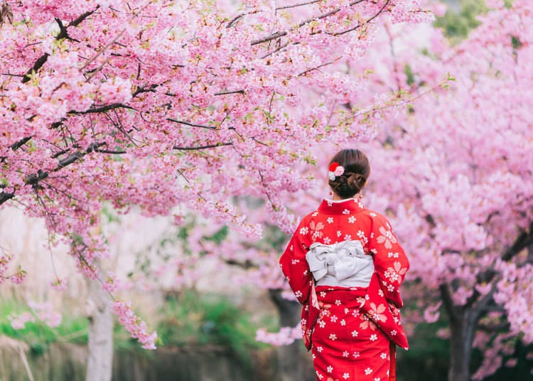 日本春季魅力②櫻花絕景與賞花