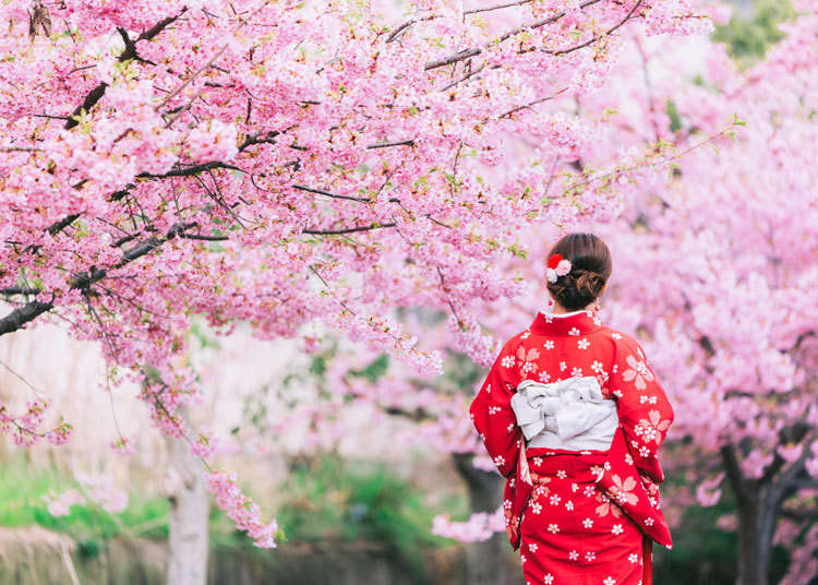 10 Best Sakura Viewing Spots in Tokyo