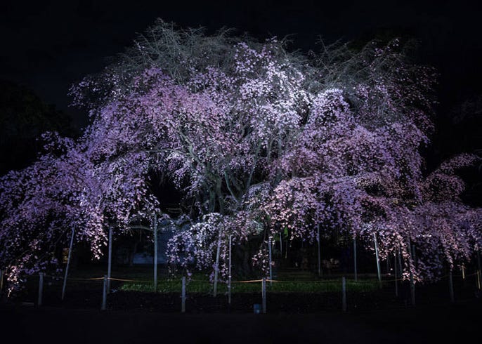 live japan