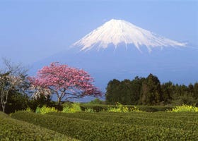 Visiting Japan in March: Best Things to Do and Reasons to Visit