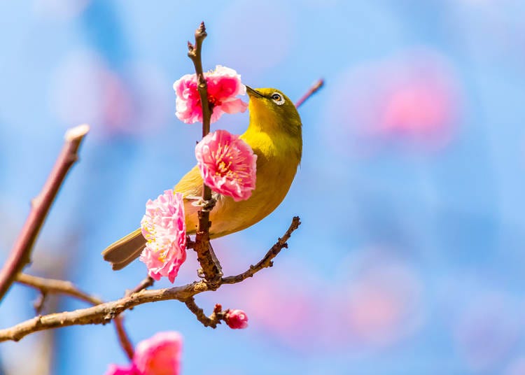 What to do in March in Japan