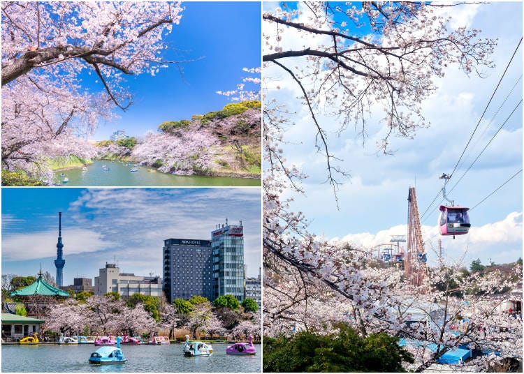 Clockwise from top left: Rowboats at Chidorigafuchi; gondolas and roller coaster running among cherry blossoms at Yomiuriland; swan boats at Ueno Park (Photos: PIXTA)