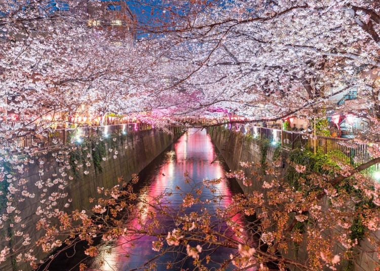Visiting Japan in April 2025 Complete Guide to Weather, What to See